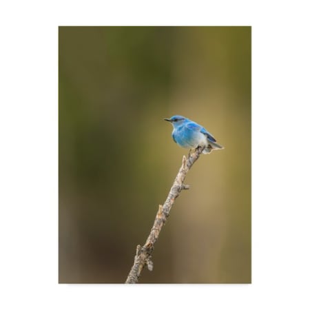 Galloimages Online 'Mountain Blue Bird' Canvas Art,14x19